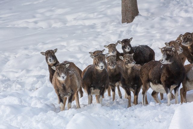 Neugieriger bis skeptischer Blick auf den Fotografen  | Foto: Faistauer Photography
