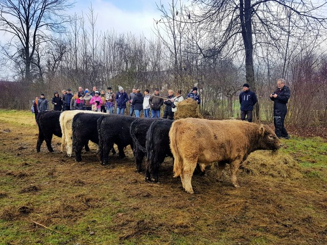 Foto: Gallowayfarm