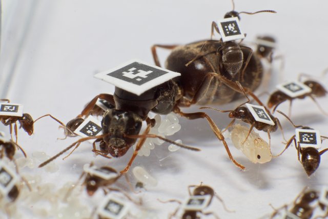 Die WissenschaftlerInnen markierten insgesamt Tausende von Ameisen, um alle Interaktionen zwischen Individuen zu quantifizieren und zu verstehen, wie sich Kolonien vor Krankheiten schützen können. | Foto: Timothée Brütsch