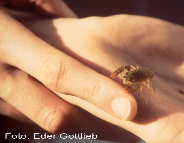 Foto: Gottlieb Eder