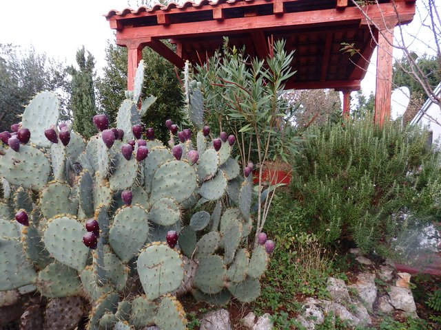 herrliche Vegetation...