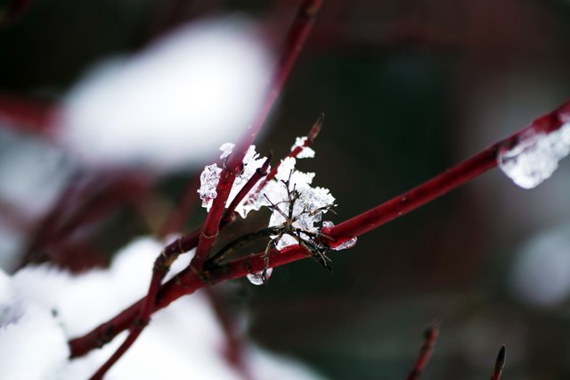 Zeige uns deine schönste Winteraufnahme