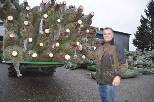Josef Steinböck mit den modphasig geschnittenen Nordmanntannen aus dem Christbaumwald. | Foto: Zeiler