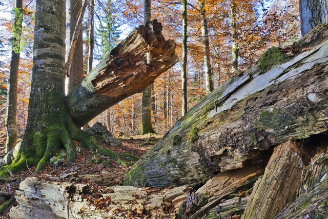 Der letzte Urwald in den Alpen: Der Rothwald im Wildnisgebiet Dürrenstein gilt als letztes Urwald-Relikt im gesamten Alpenbogen. Umgestürzte Baumriesen bringen dort neues Leben hervor.