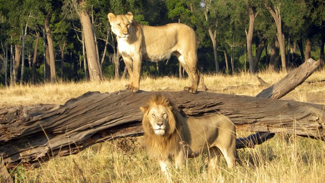 Der König der Steppe als Motiv in der Masai Mara – einem Naturschutzgebiet in Kenia.