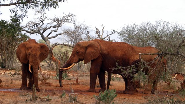 Die "roten Elefanten von Tsavo" – die Tiere verdanken ihre Färbung der roten Erde des Nationalparks. Sie pudern sich damit ein und wehren damit Ungeziefer ab.