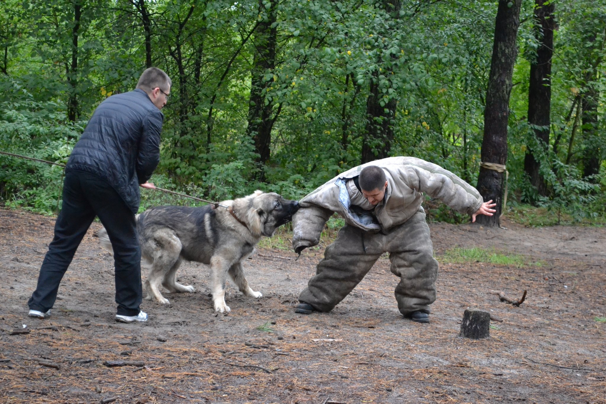 Hundeführerschein: Die Tricks der Kampfhunde-Halter - Waidhofen/Thaya