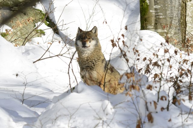 Die Bundesländer sind auf die Rückkehr des Wolfes nach Österreich kaum vorbereitet. | Foto: Wolfgang Schruf