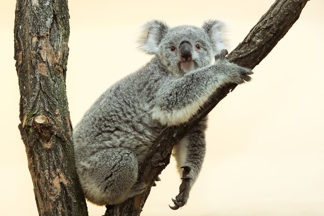 Seit Anfang der Woche hat Koala-Weibchen "Bunji" im Zoo Schönbrunn ein neues Zuhause gefunden. | Foto: Daniel Zupanc 