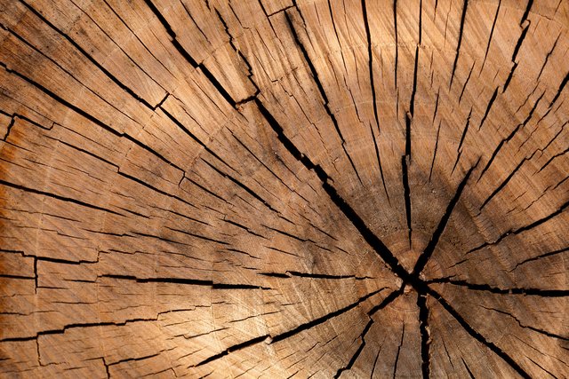 Symbolfoto: Vernissage "SPECIES" – Holzskulpturen aus den Serien SPECIES und IKONEN der Gegenwart | Foto: pixabay.com