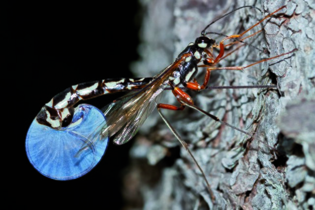 Eine Holzschlupfwespe bei der Eiablage im Urwald: Ihre Larven parasitieren im Wildnisgebiet Dürrenstein an anderen, vor allem im reichlich vorhandenen Totholz lebenden Insektenlarven.