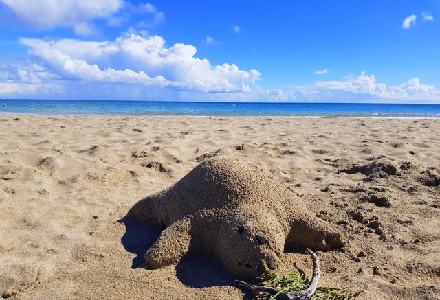 Schildkröten am Strand im Sand