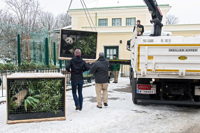Die Panda-Zwillinge haben sich vom Tiergarten Schönbrunn verabschiedet und sind auf dem Weg nach China. | Foto: Daniel Zupanc