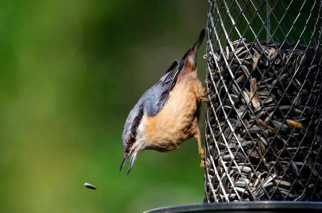 Besonders Arten wie Feldsperling, Star, Feldlerche, Rauchschwalbe und die Kohlmeise leiden unter den harten Bedingungen und sind vom Vogelrückgang betroffen.  | Foto: Tierschutzverein