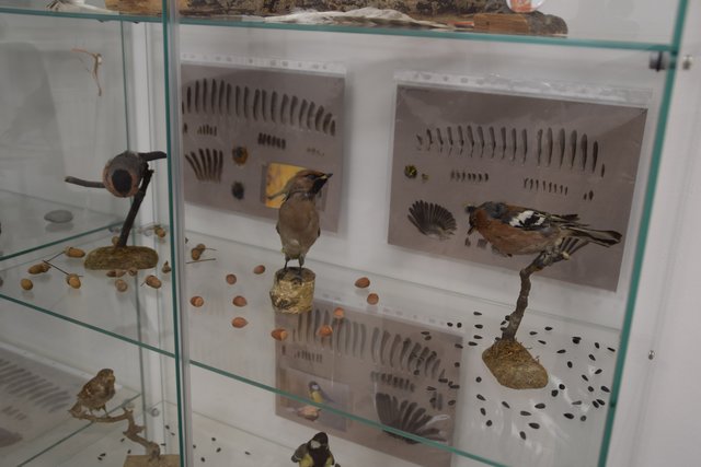 Körner, Nüsse, Eicheln - Nahrungsgrundlagen verschiedenster Vogelarten. | Foto: Cornelia Baumann