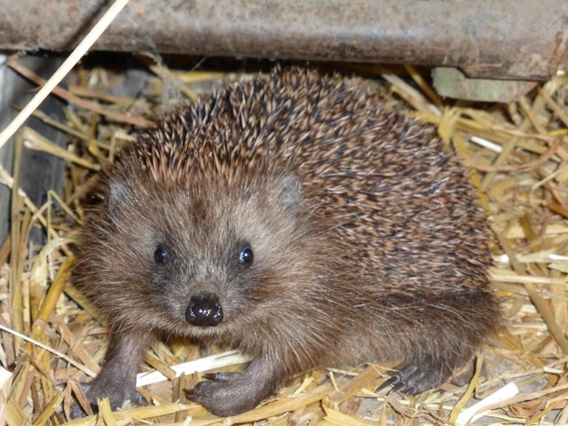 Die kleinen stacheligen Tierchen brauchen im Winter Unterstützung. | Foto: Jutta Leitner
