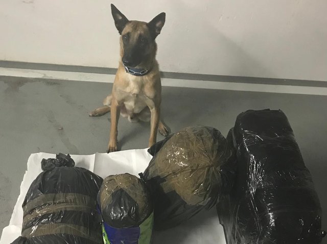 Polizeihund "Action" entdeckte vier größere Pakete gefüllt mit Drogen. | Foto: LPD Wien