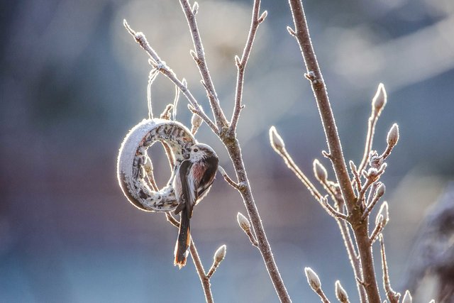 Der Meisenring stellt eine ideale Alternative zu Meisenknödeln in Platiknetz dar. | Foto: BirdLife Österreich