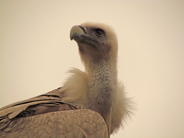 Eine traumatische Verletzung der Brustmuskulatur war die Todesursache des beliebten Gänsegeier-Weibchens Gundula. | Foto: Zoo Salzburg