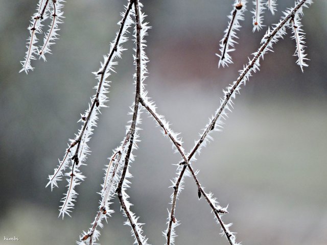 Raureif ein Schauspiel der Natur