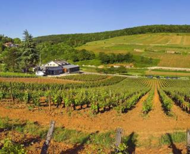 Die französische Partnerstadt Beaune ist wie Krems vom Weinbau geprägt. | Foto: https://www.beaune-tourisme.fr