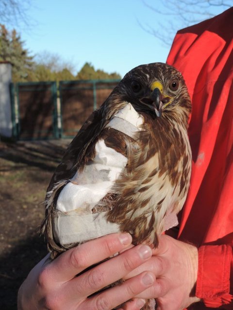 Der Mäusebussard wird in Haringsee gepflegt.