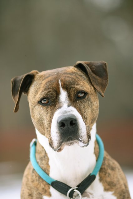 Der neunjährige Duke braucht ein bisschen um neuen Vertrauen aufzubauen. | Foto: Tierheim Linz