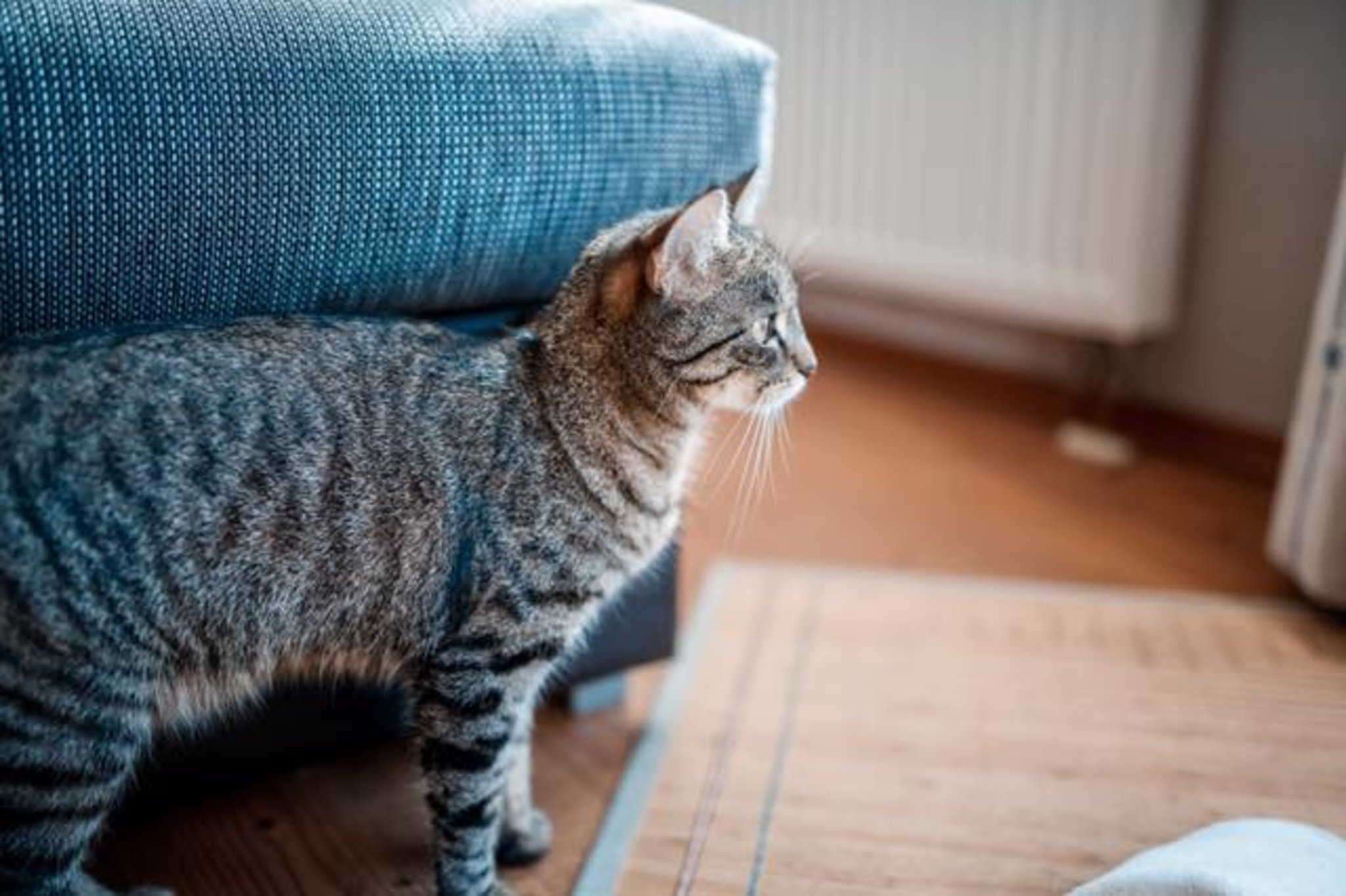 Katze Mautzi wird immer noch gesucht - Gmünd