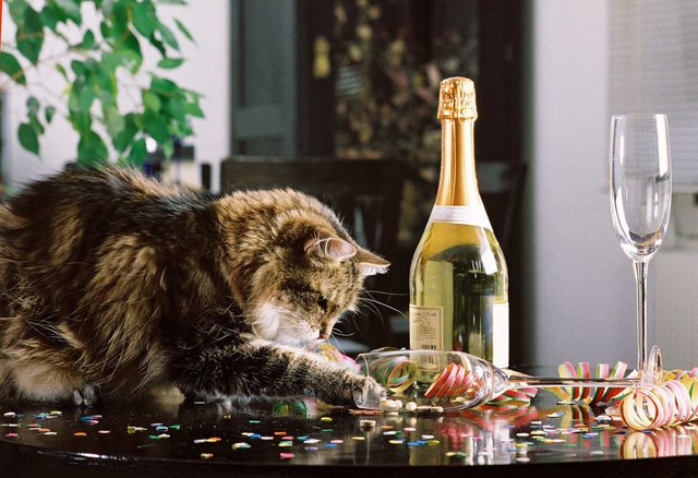 Katzen sollten am 31. Dezember in der Wohnung bleiben. | Foto: Bilderbox