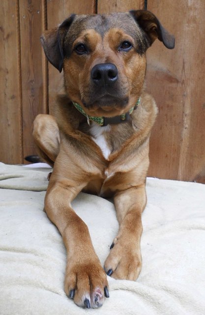 Nero wartet im Tierheim auf neue Besitzer. | Foto: Tierheim