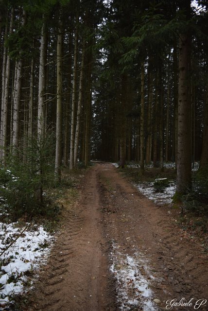 Waldweg  | Foto: Gabriele P.