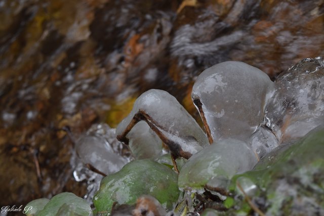 Eismantel  | Foto: Gabriele P.