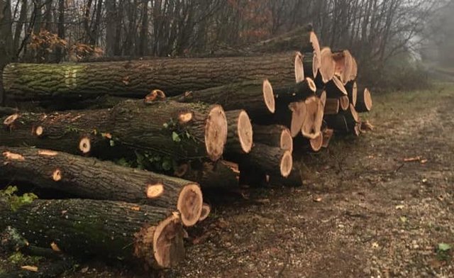 Mussten die Bäume zur Erhaltung der Sicherheit weg? Es regt sich Widerstand gegen die Baumfällungen im Hörndlwald.