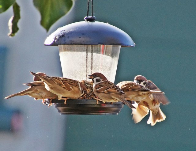 Gezählt werden Vögel rund um eine winterliche Vogelfutterstelle.