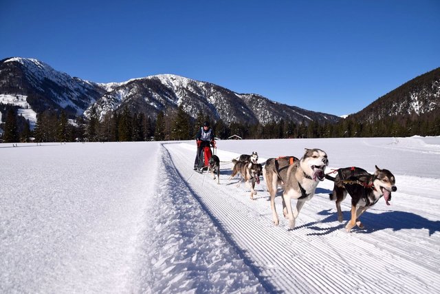 Faszination Schlittenhund im PillerseeTal erleben.