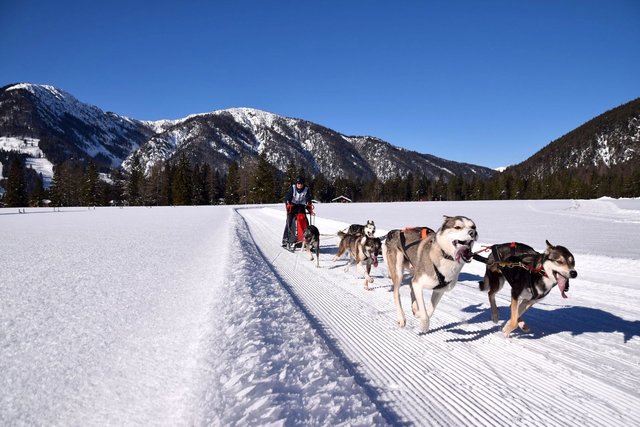 Faszination Schlittenhund im PillerseeTal erleben. | Foto: WMP