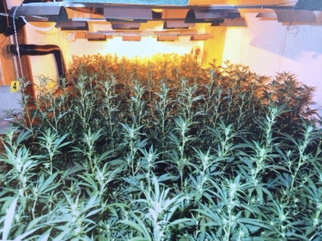 Hunderte Cannabispflanzen wurden sichergestellt | Foto: Symbolbild/LKA