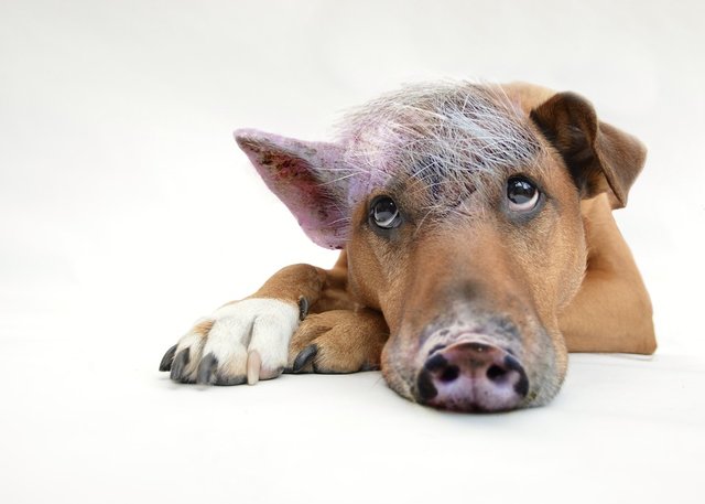 Die Mitarbeiter der WOCHE starten sportlich ins Jahr 2019 und bekämpfen ihren inneren Schweinehund | Foto: Pixabay/suju
