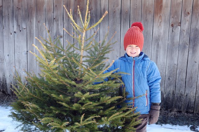 Christbäume können bis zum 20. Jänner abgegeben werden.