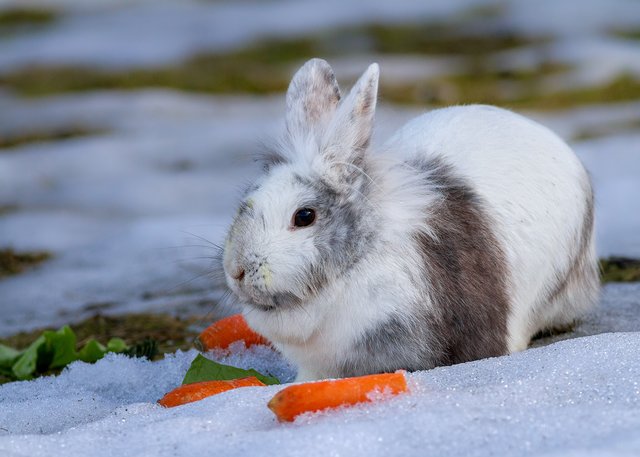 "Trixi" im Winter unterzubringen, ist wahrscheinlich nicht so schwer.