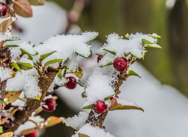 Der erste Schnee | Foto: Eva Schuch