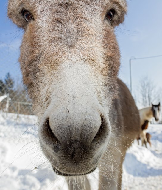 Bei Esel "Emil" gestaltet sich ein warmes Winter-Zuhause zu schwieriger.