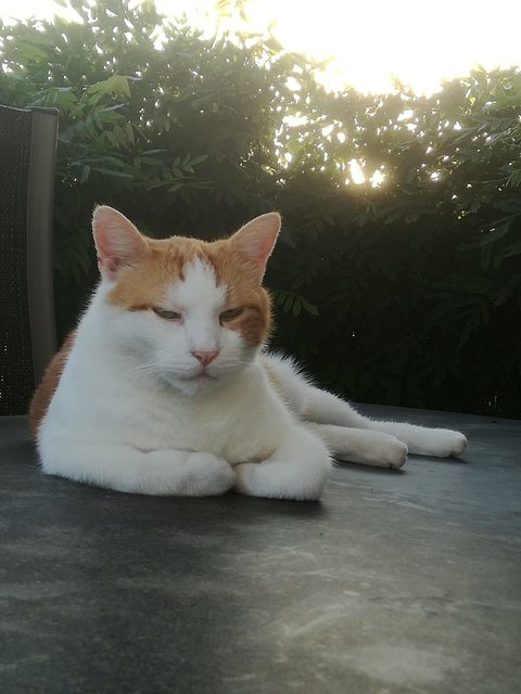 Kater Garfield wird in Bodensdorf verzweifelt gesucht. | Foto: Mandl