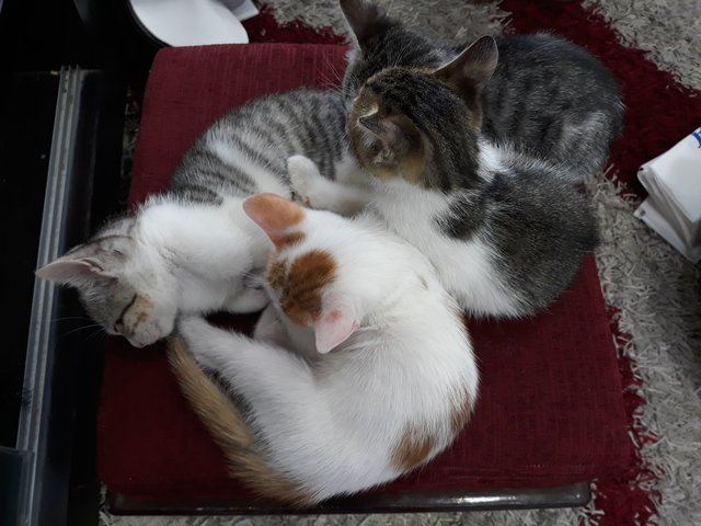 Ein Katzenbaby ist GANZ DIE MAMA...