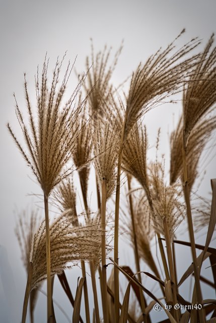 .....sie wehen im Wind.........