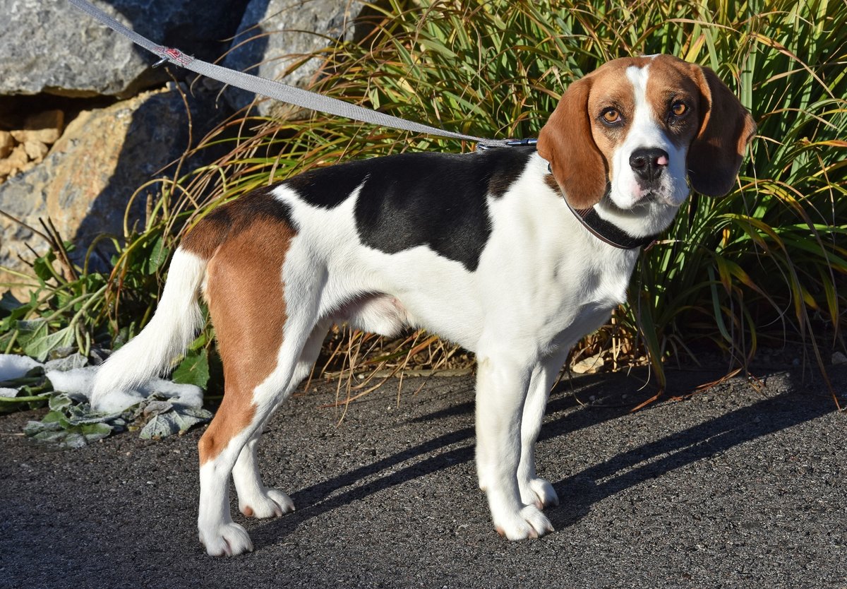 Charly Sucht Ein Neues Zuhause Mistelbach