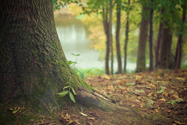 Wälder sind nicht nur schön, sie sind auch wichtig.