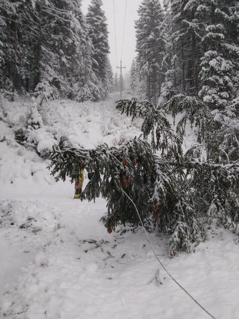 Umgestürzte Bäume und der Schnee generell, sorgen für Störungen in der Stromversorgung.  | Foto: TINETZ