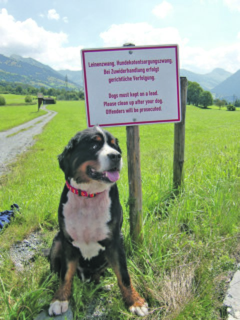 Wenige unachtsame HundebesitzerInnen verursachen großen Schaden in der Landwirtschaft.