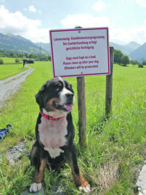 Wenige unachtsame HundebesitzerInnen verursachen großen Schaden in der Landwirtschaft. | Foto: Johanna Montlitzer